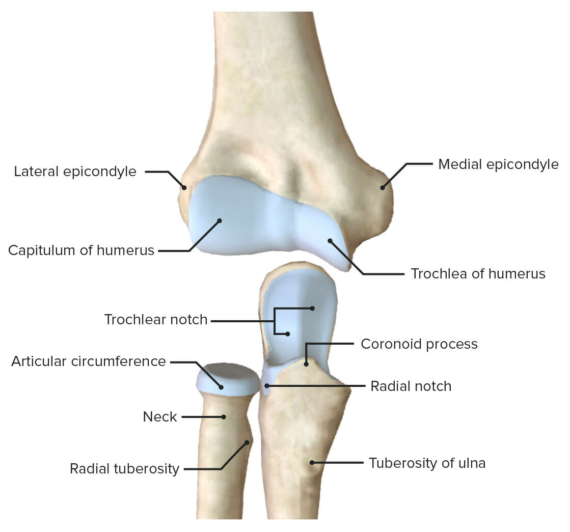 Articular surfaces of the elbow joint