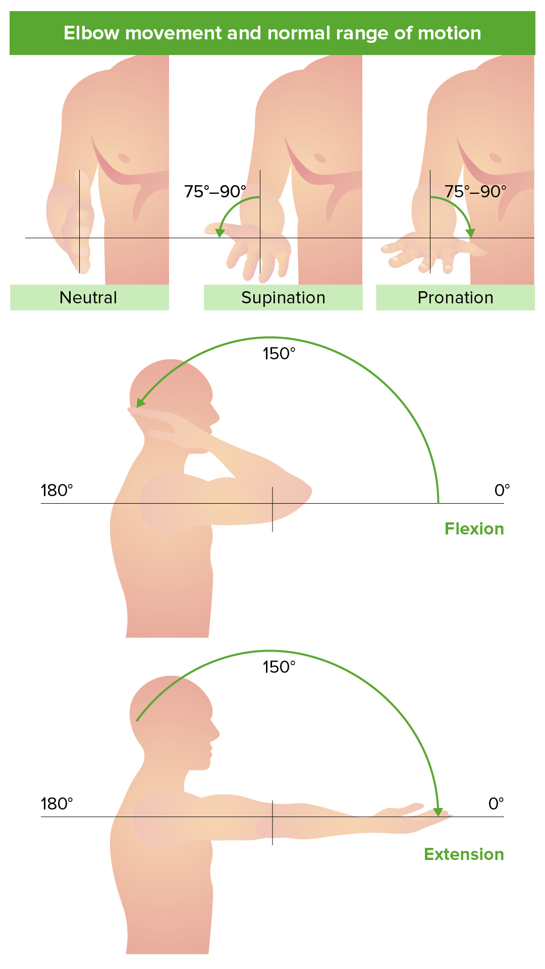 Elbow movement and normal range of motion
