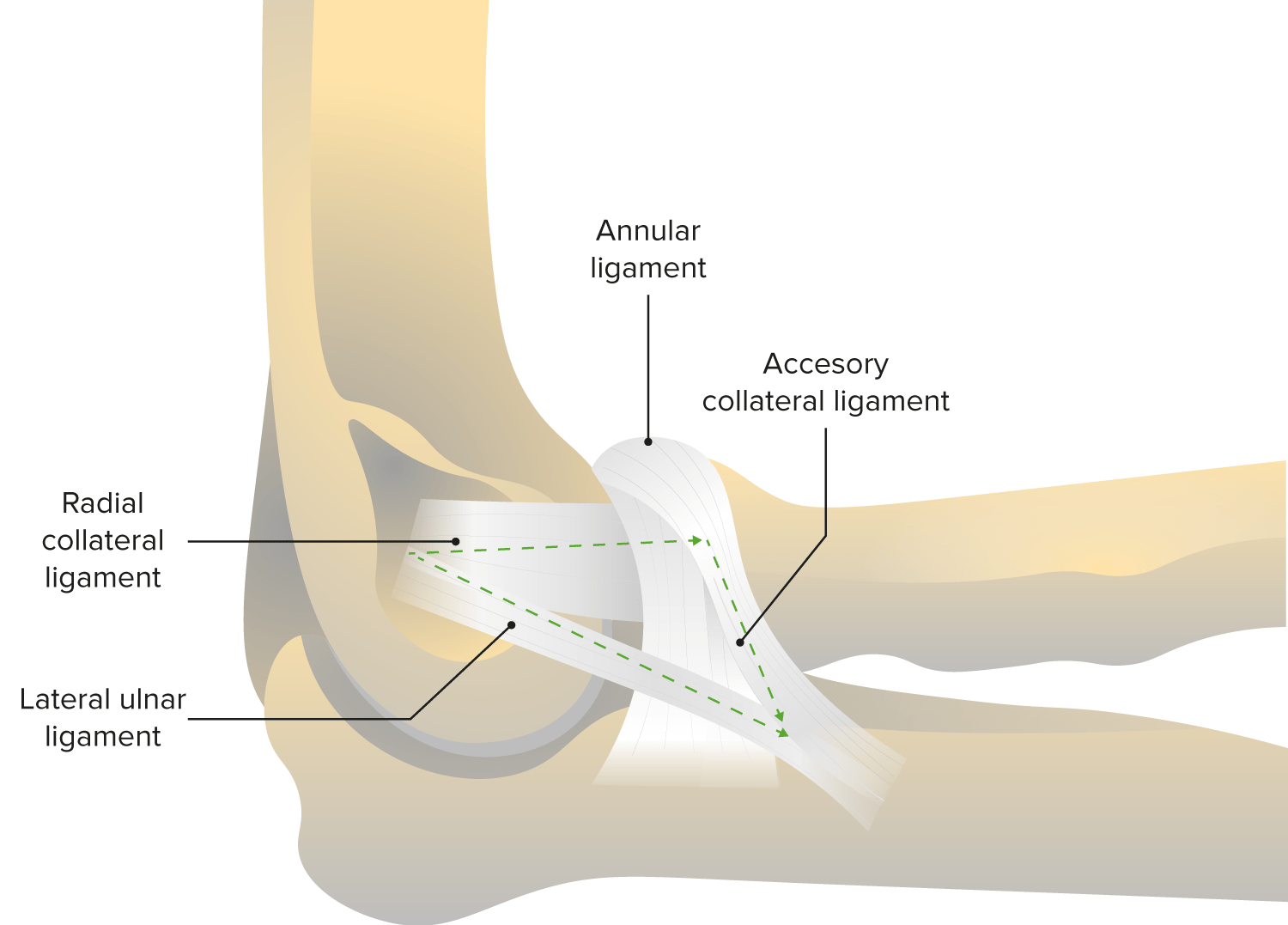 Annular ligament and radial collateral ligament