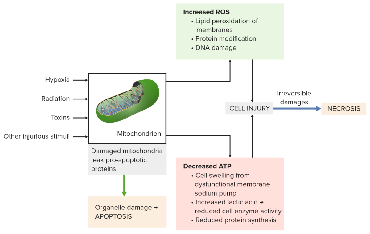 Mechanisms mitochondrial