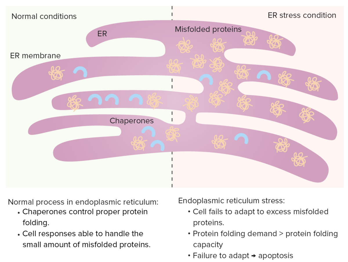 Endoplasmic reticulum (er)