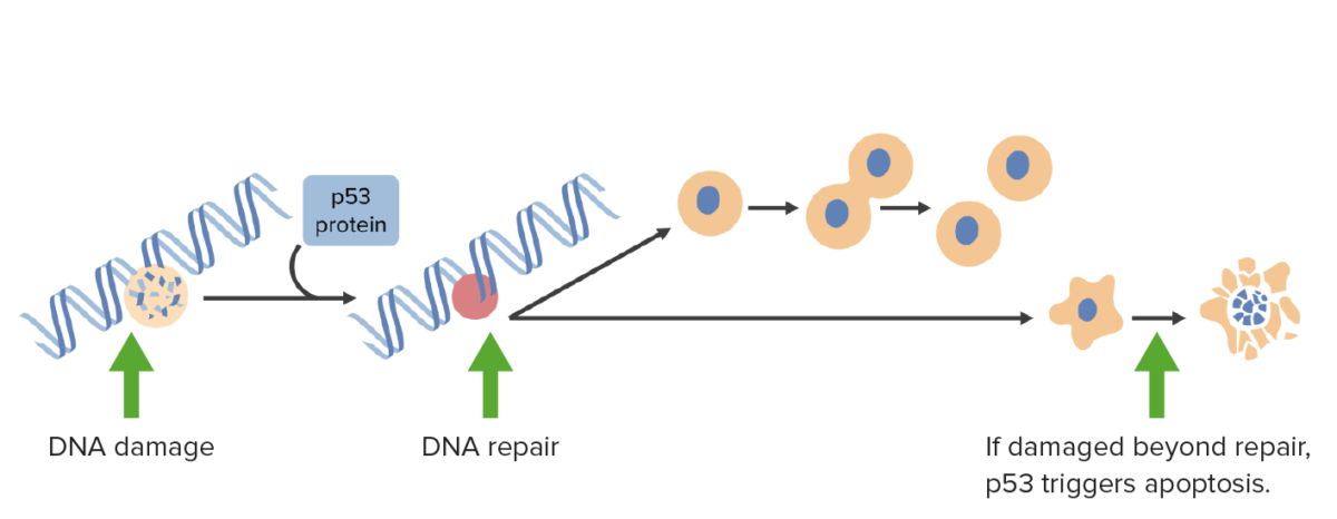 El daño del adn activa p53