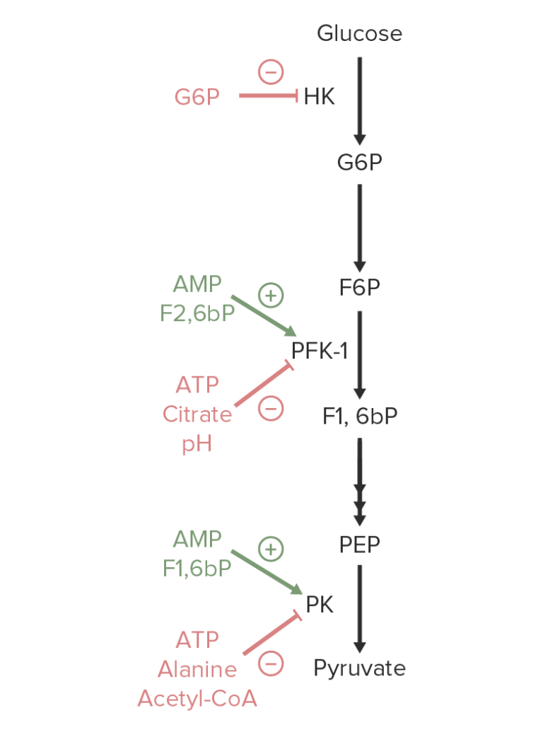 Glycolysis: Biochemistry [+video] - Lecturio Medical