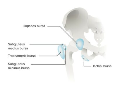 Hip Joint: Anatomy | Concise Medical Knowledge