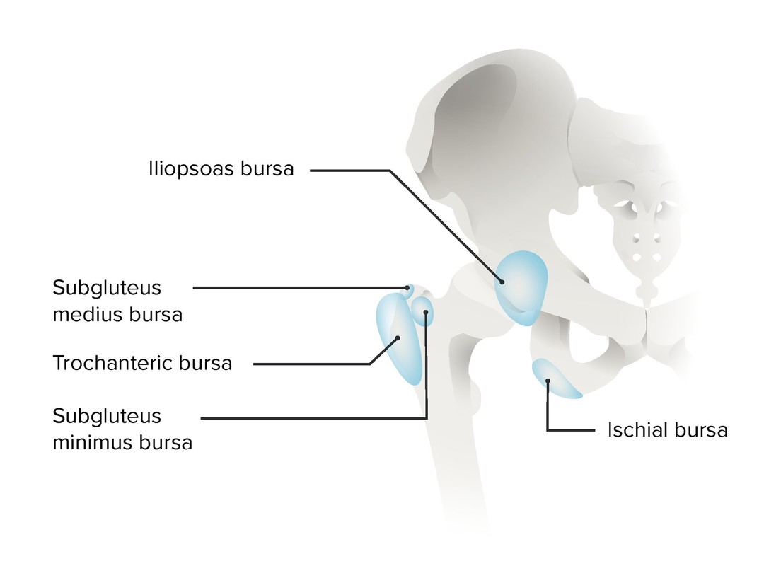 Bursae of the hip joint