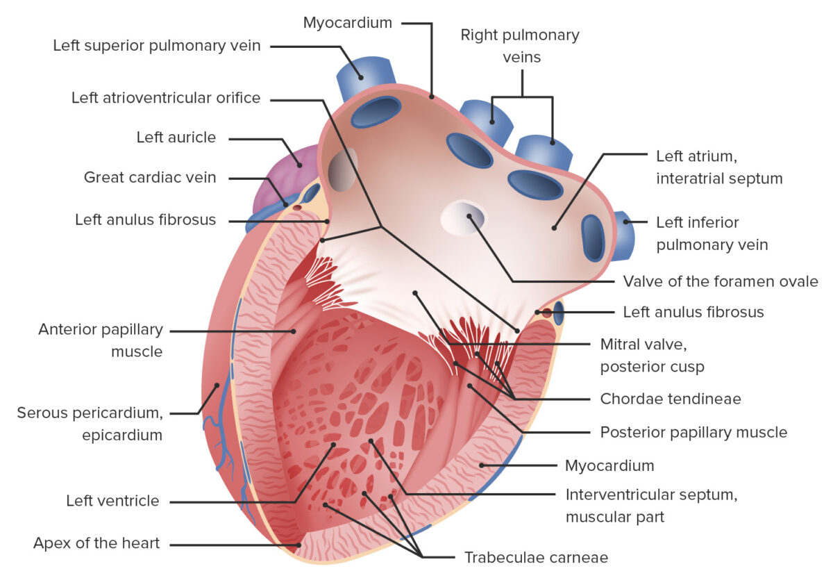 Left atrium and ventricle
