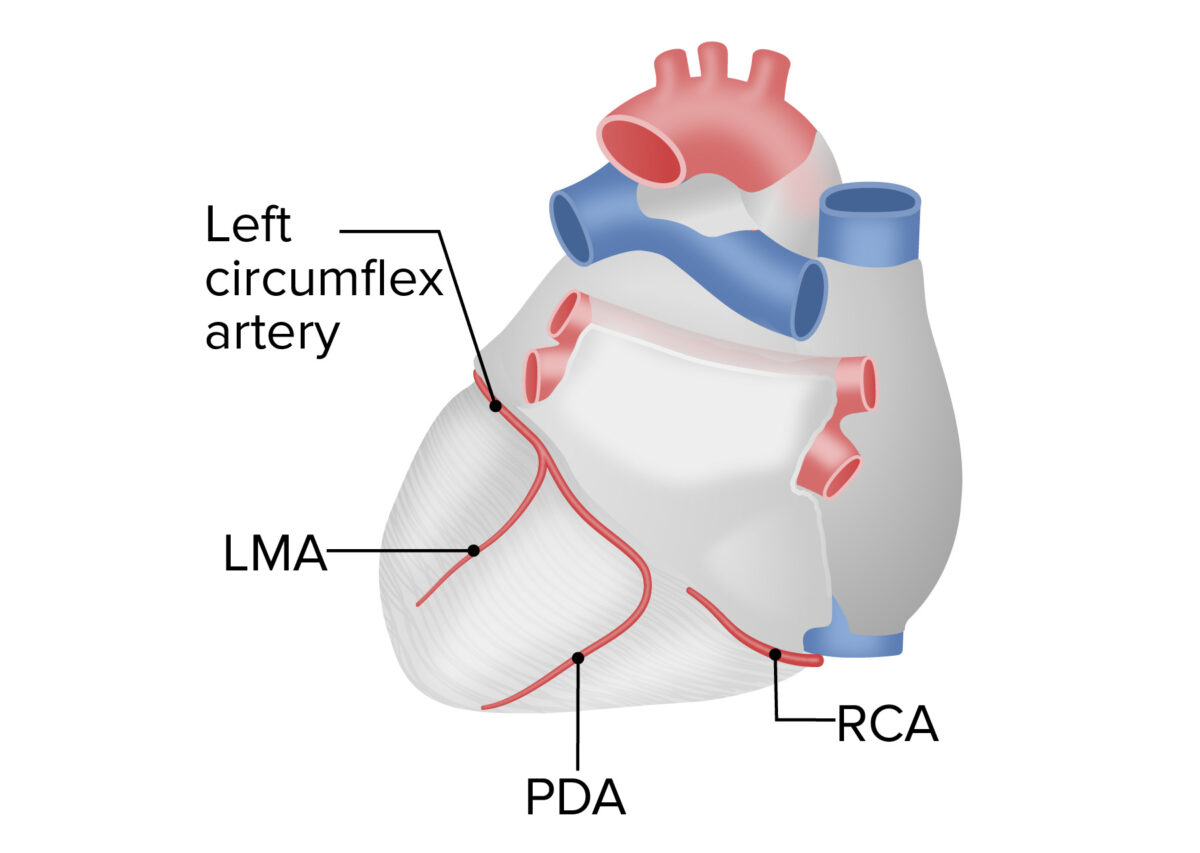 Left-dominant coronary circulation