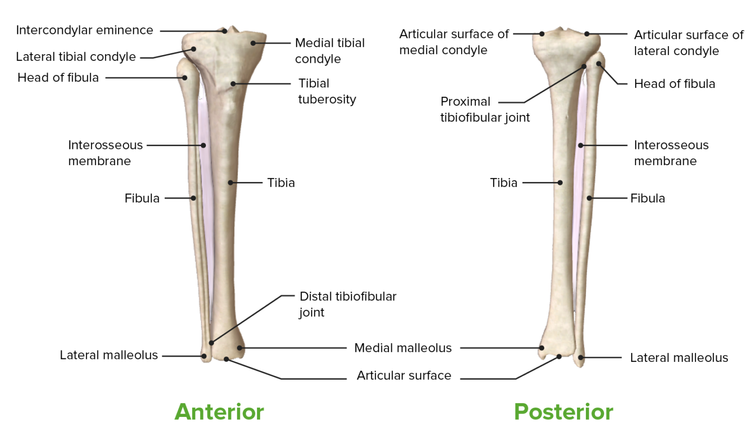 Leg: Anatomy | Concise Medical Knowledge