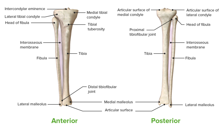 Tibia Anterior And Posterior View