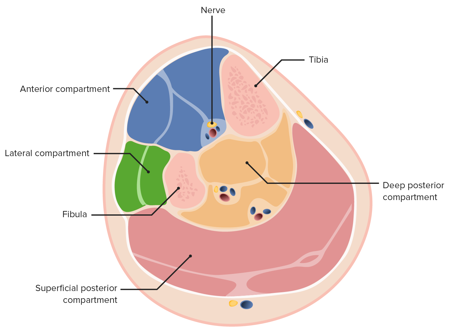 3 compartments of leg