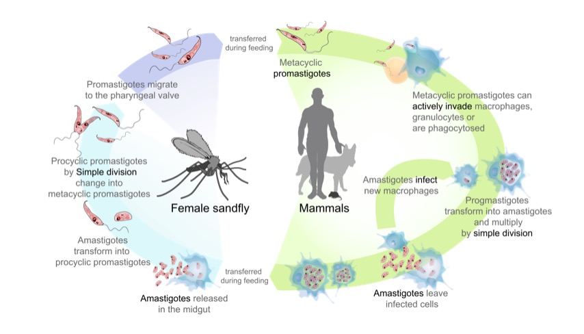 morfología de leishmania donovani