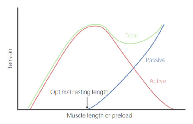 Length–tension relationship in skeletal muscle