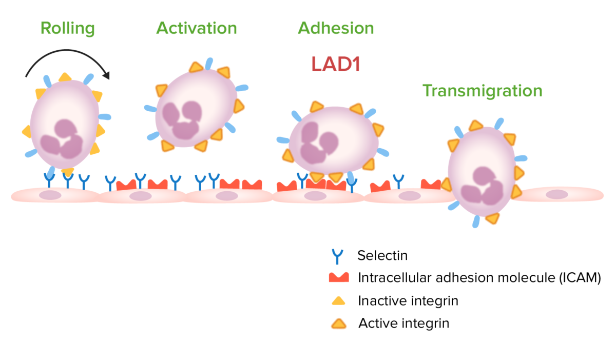 Migración leucocitaria deficiencia de adhesión leucocitaria tipo 1