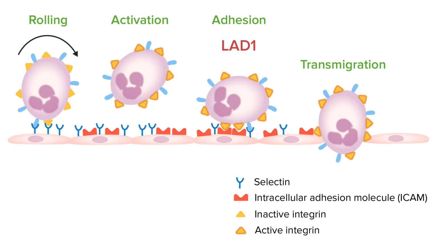 Leukocyte Adhesion Deficiency Type 1 | Concise Medical Knowledge