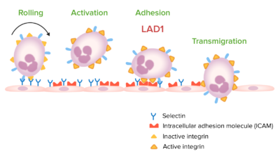 Leukocyte migration leukocyte adhesion deficiency type 1
