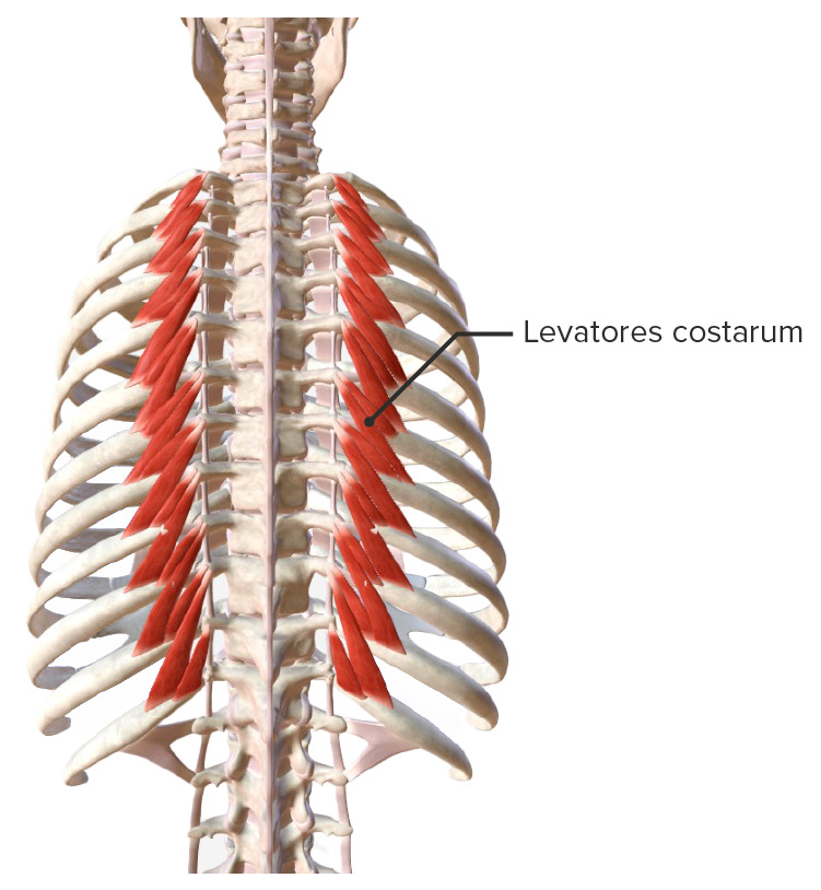 Levatores costarum muscles