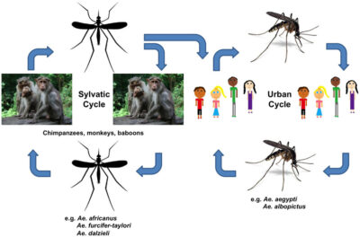 Life cycle of chikungunya virus