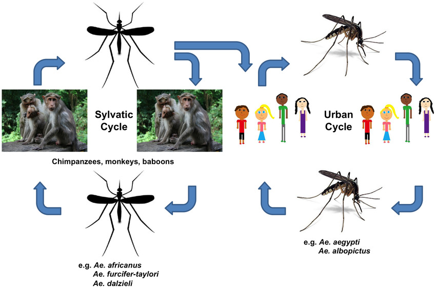 Chikungunya is deals transmitted by