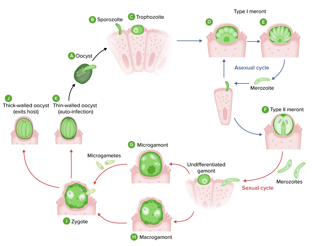 Life cycle of cryptosporidium