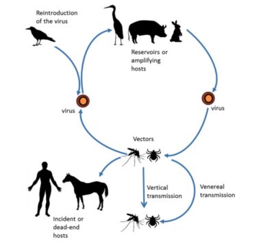 Equine Encephalitis Viruses | Concise Medical Knowledge