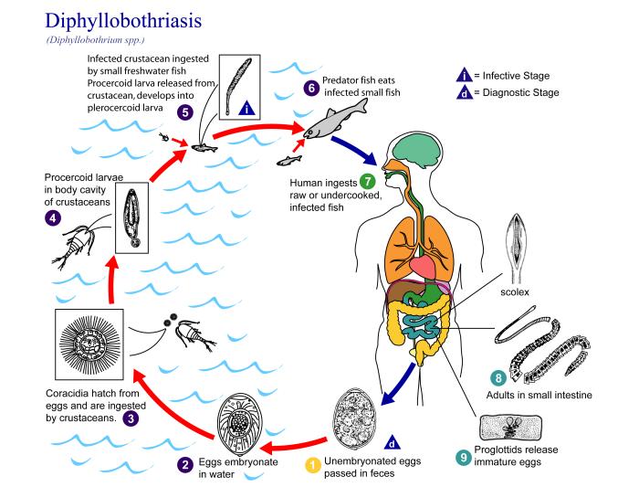 Life cycle of diphyllobothriasis