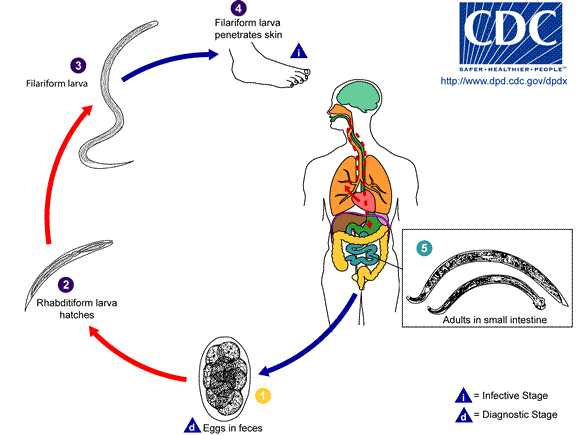 Life cycle of hookworms