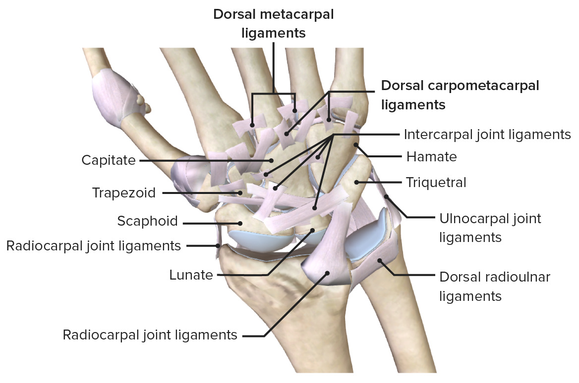 Ligaments of the wrist