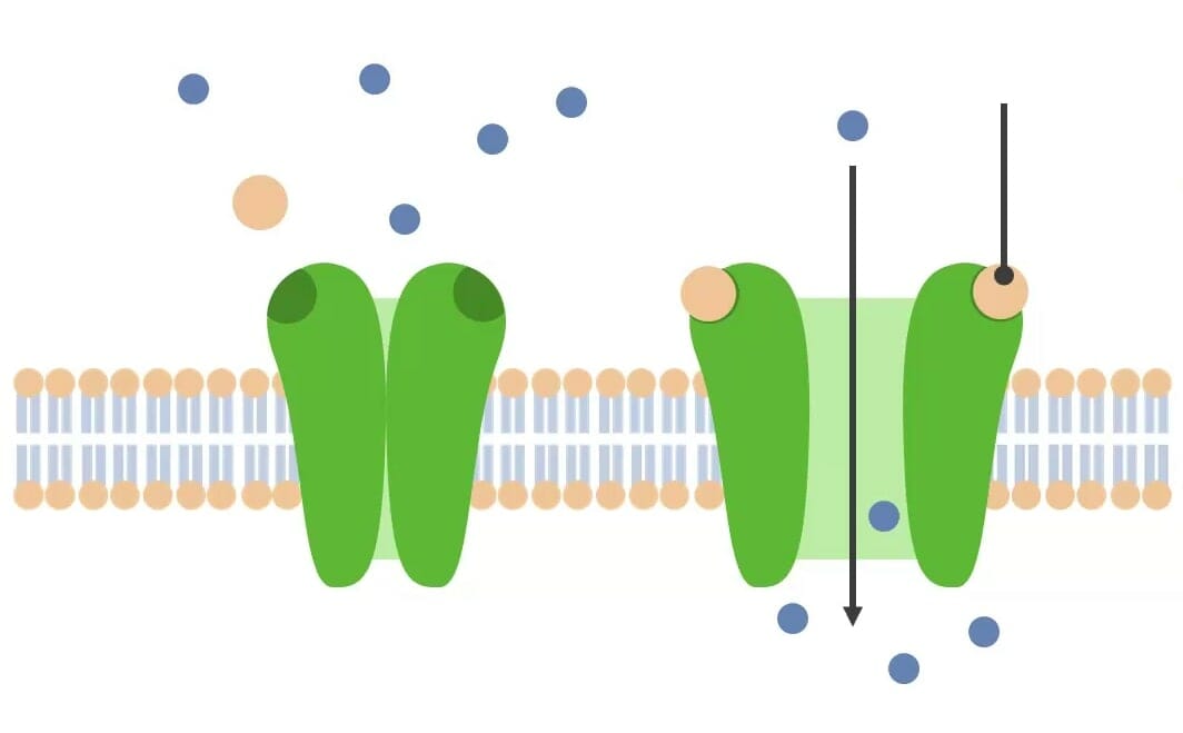 Ligand-gated (chemically-gated) ion channels