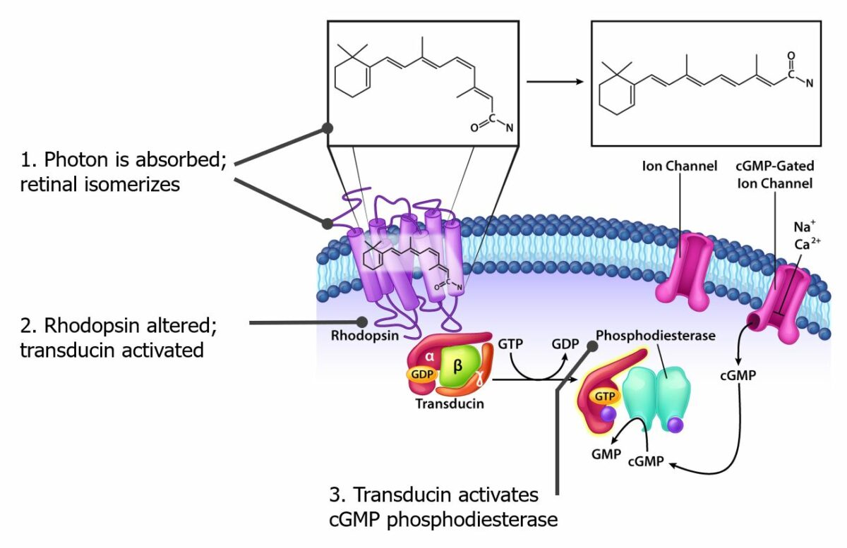 Steps in light detection vitamin a