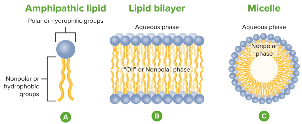 Lipid arrangements