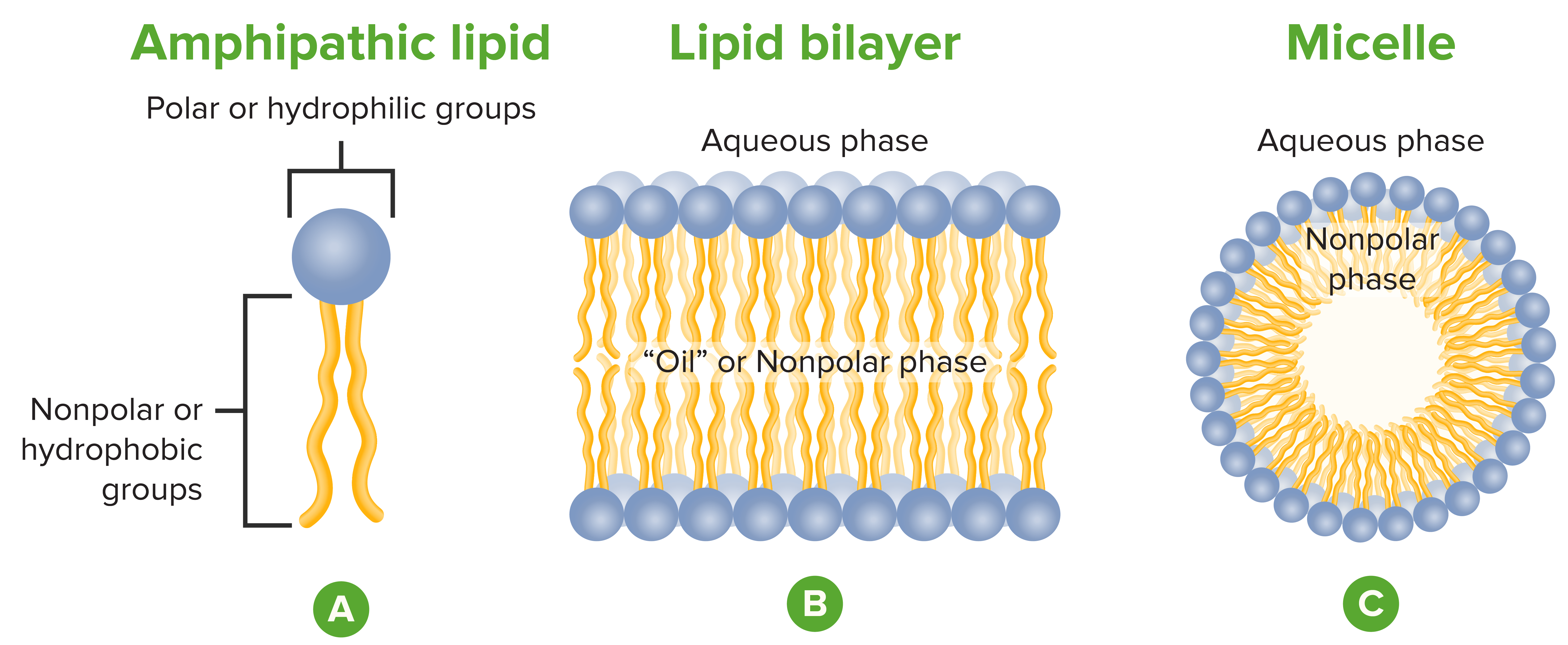 Fatty Acids Lipid Rafts at Jeffery Gonzales blog