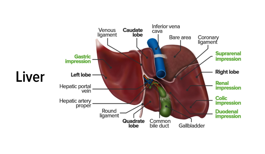 Liver | Concise Medical Knowledge