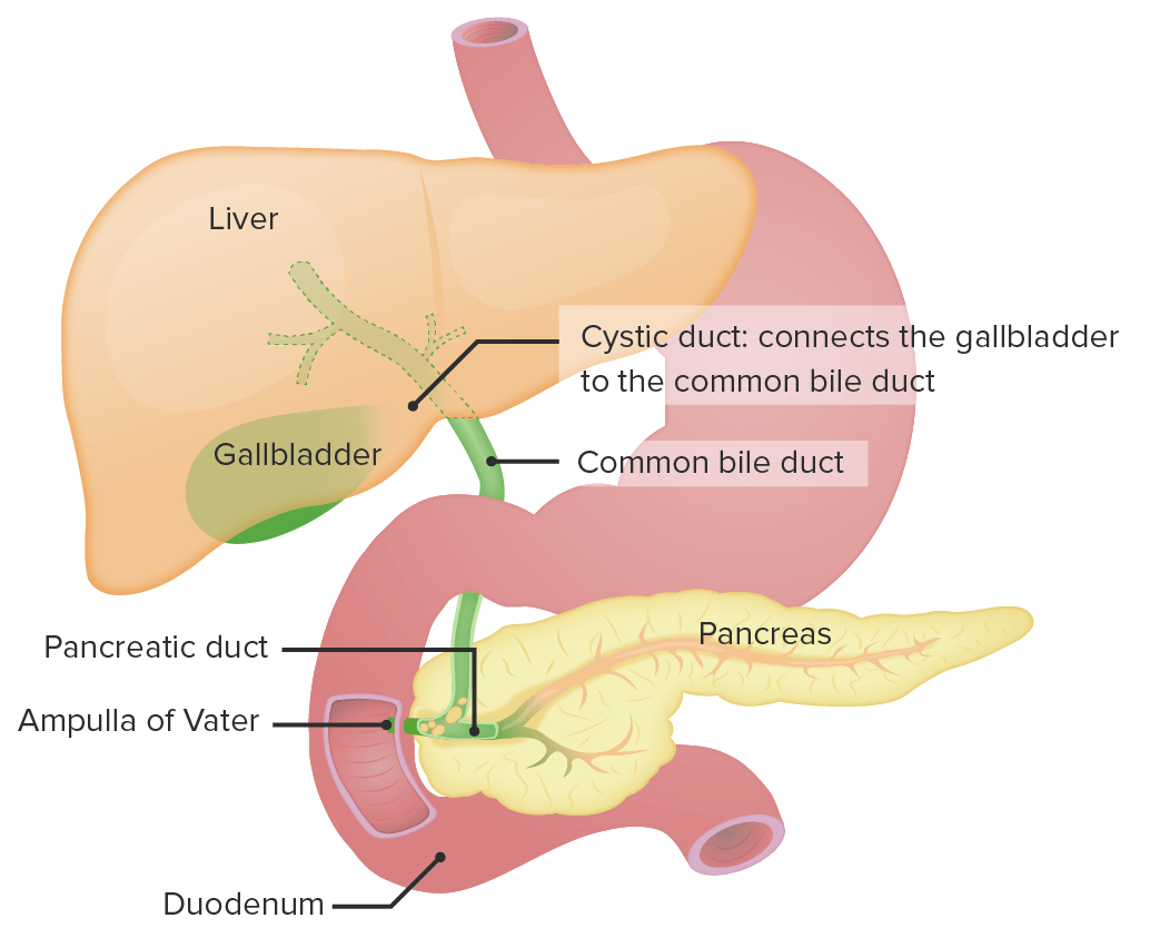 Liver and biliary system