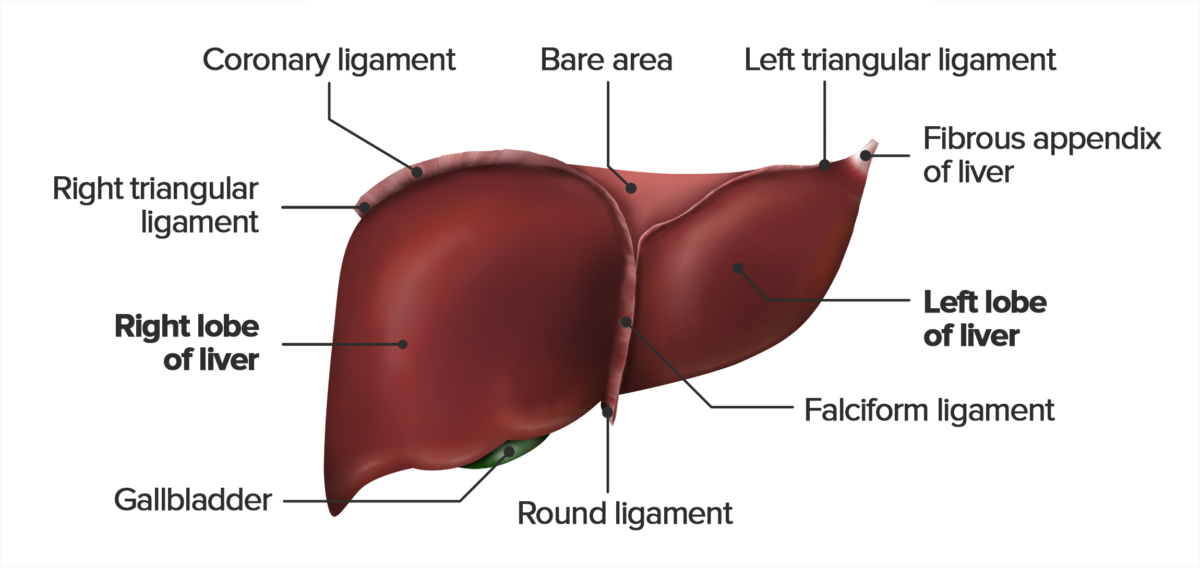 Vista anterior del hígado