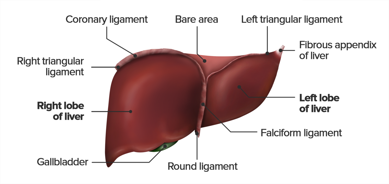 Liver analysis