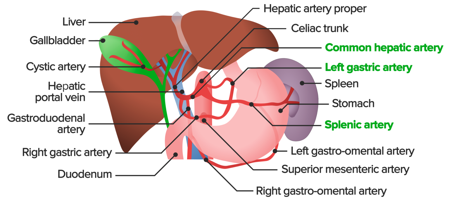 Liver Anatomy Concise Medical Knowledge
