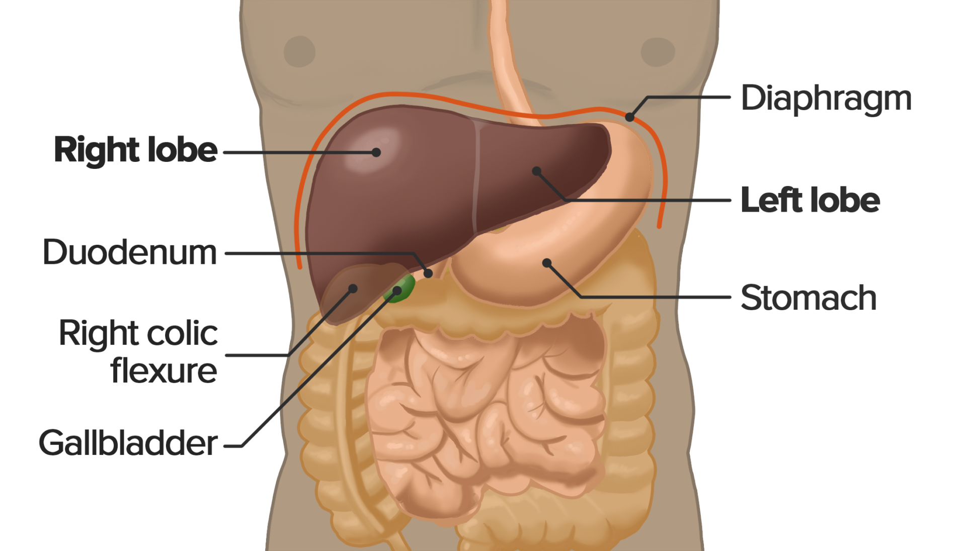 Where Is Your Liver Located Female