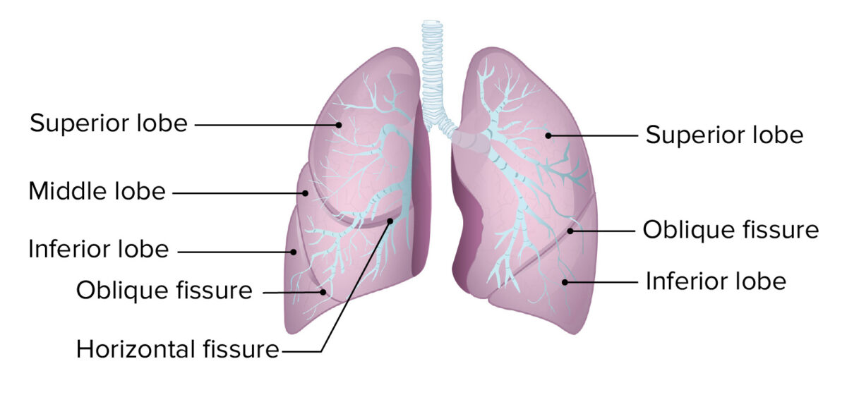 Lóbulos y fisuras de los pulmones