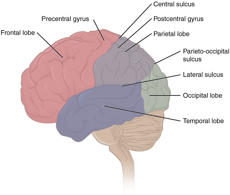 Lobes of cerebral cortex