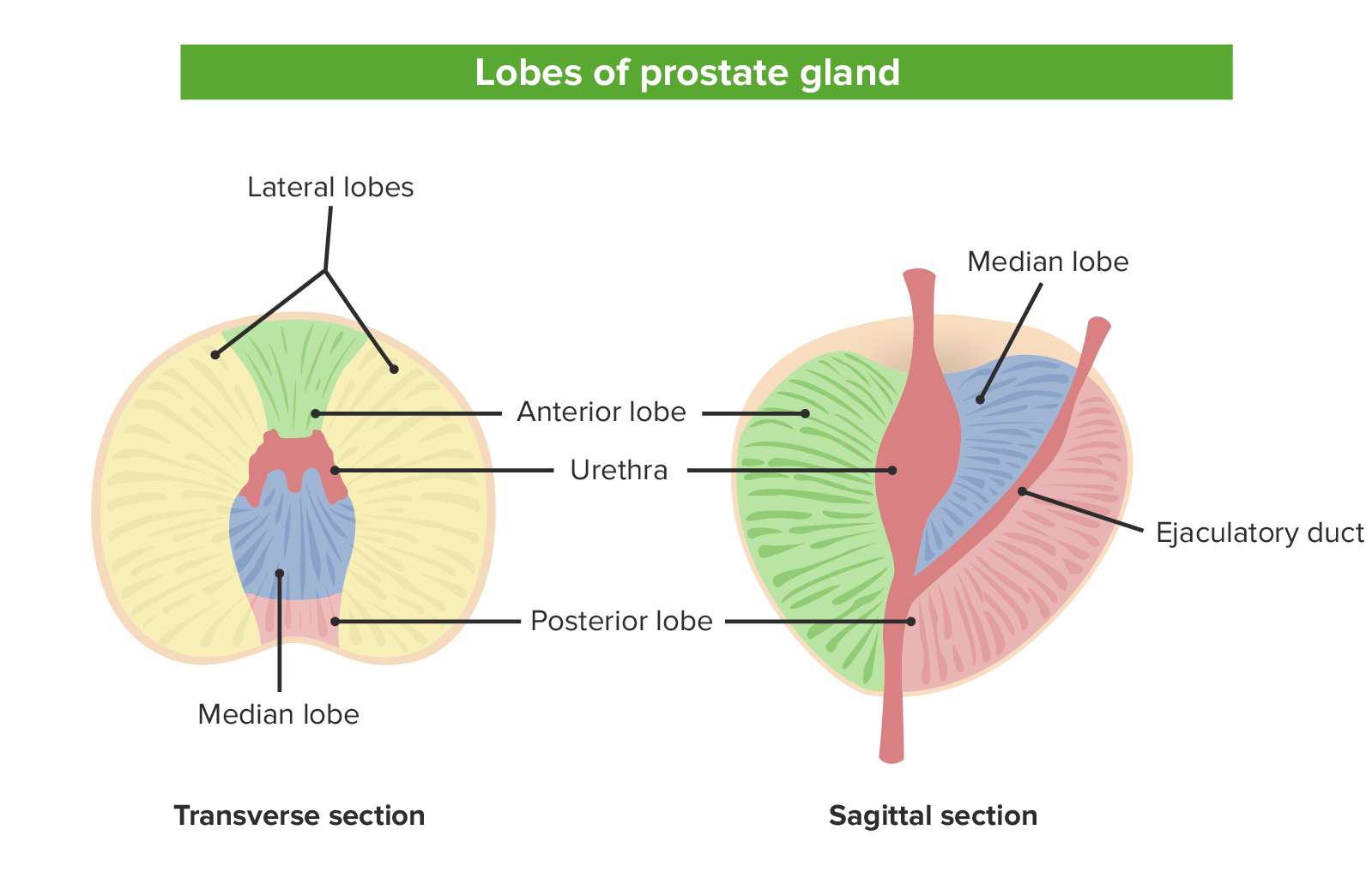 Where is the female prostate gland located