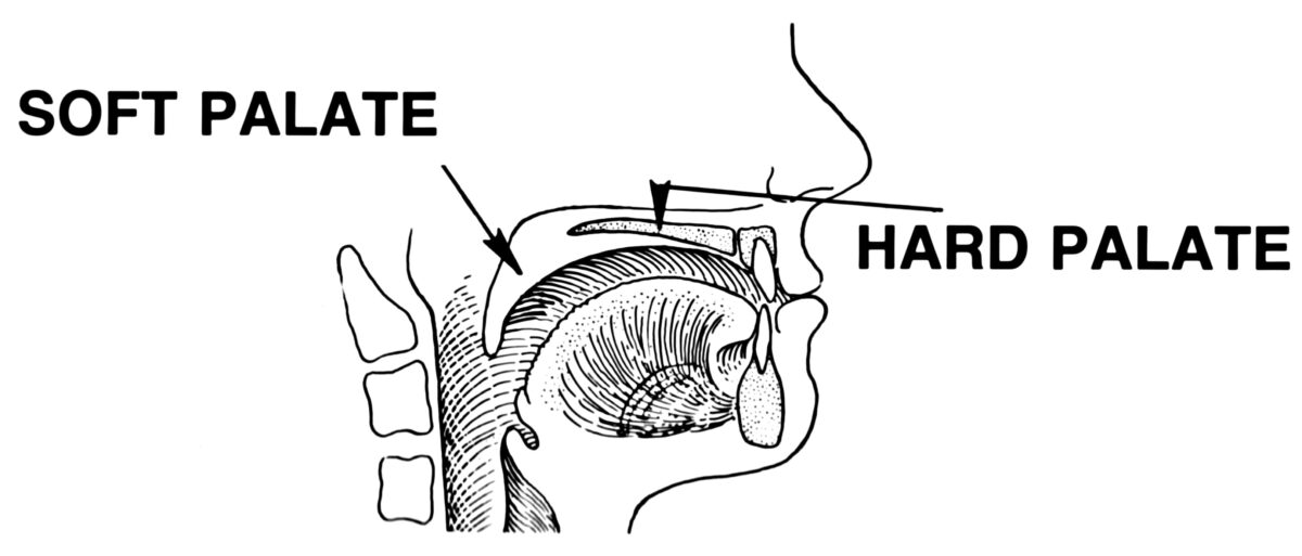 Location and relations between the hard and soft palate