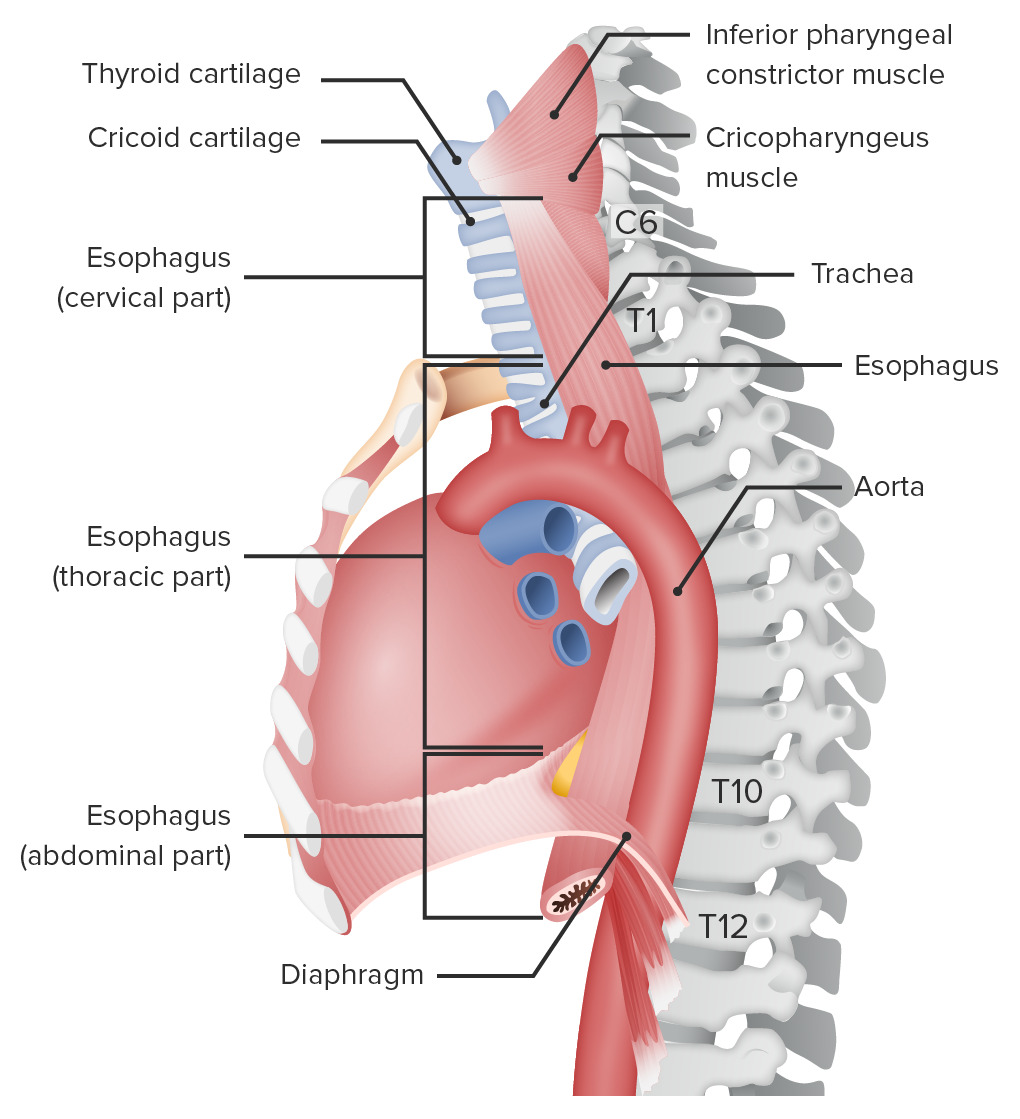 Location of the esophagus