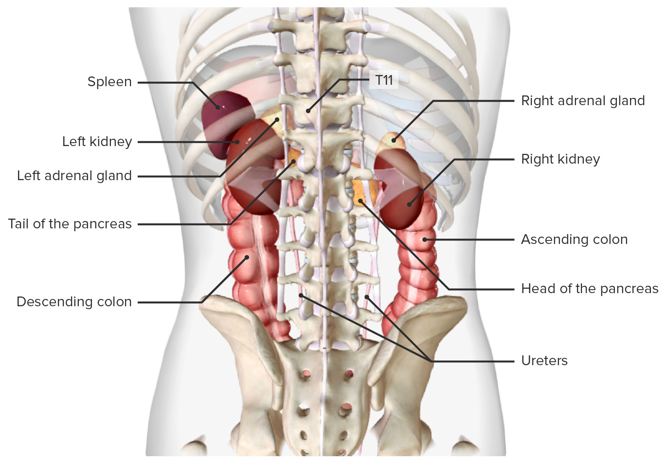 Location of the kidneys, in situ (posterior view)