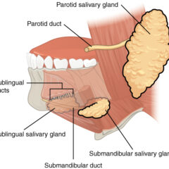 Location of the major salivary glands and their ducts