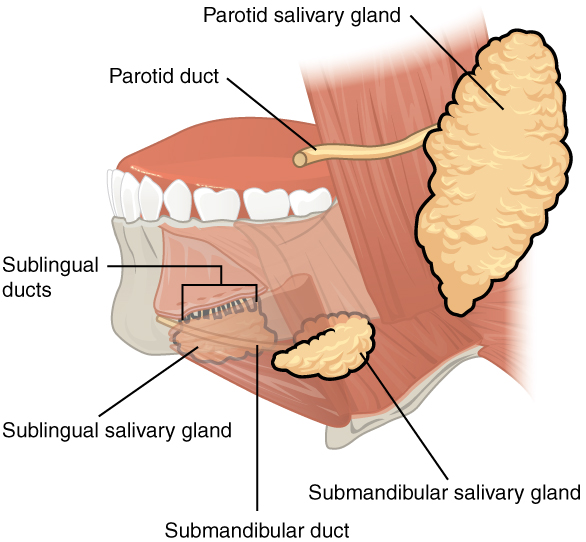 parotid gland swelling alcohol