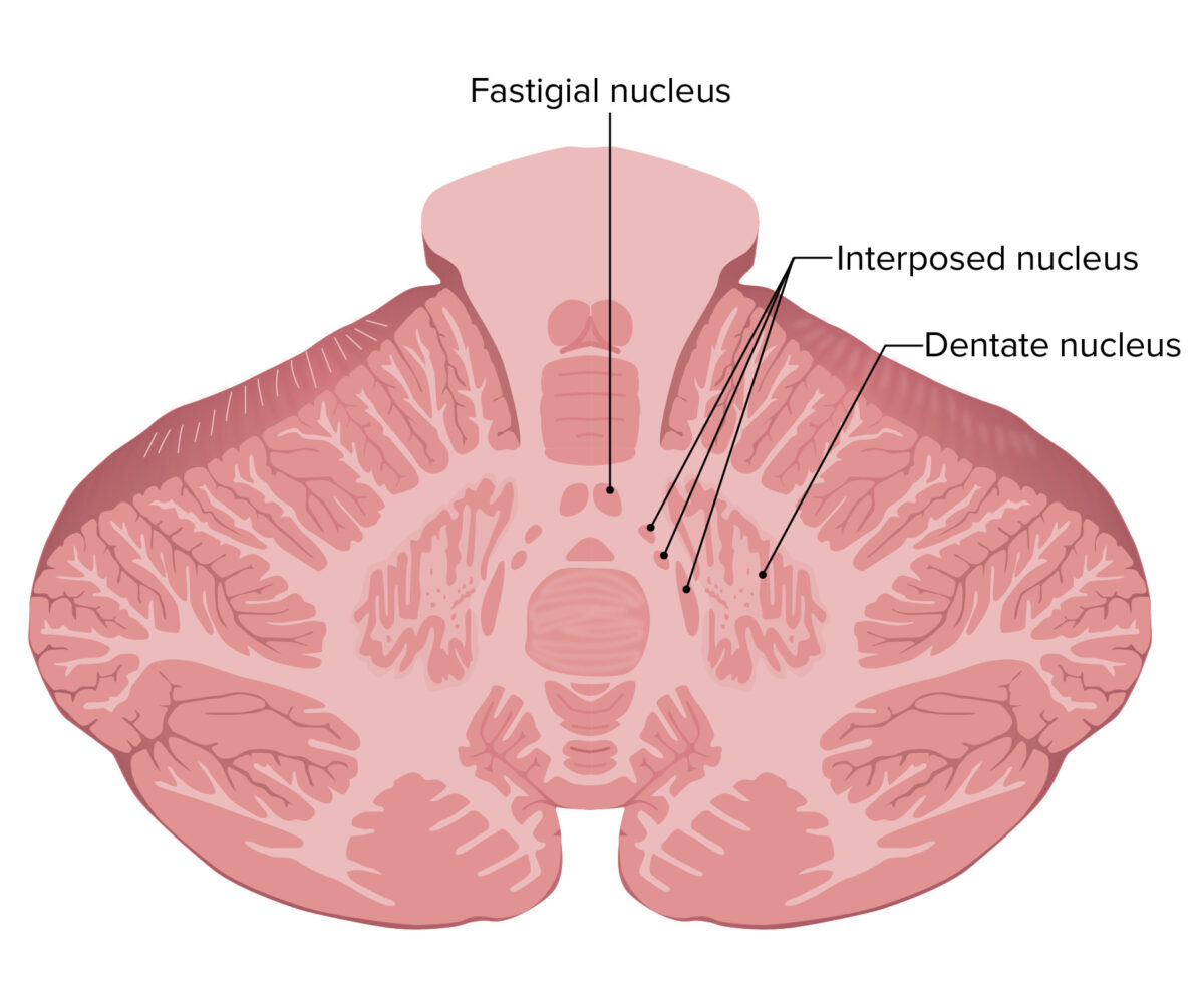 Localização dos núcleos no cerebelo