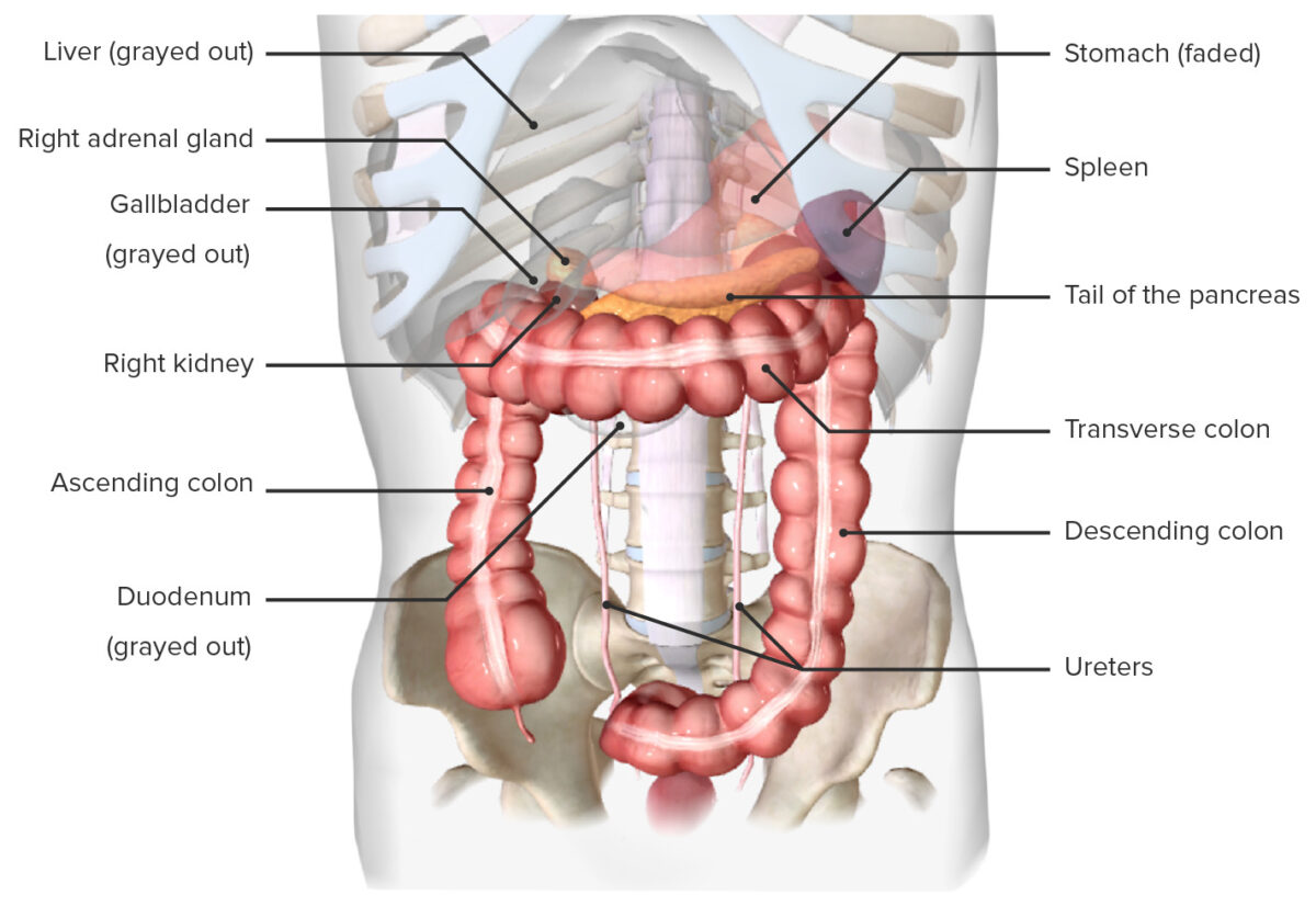 Location of the spleen, in situ (anterior view)