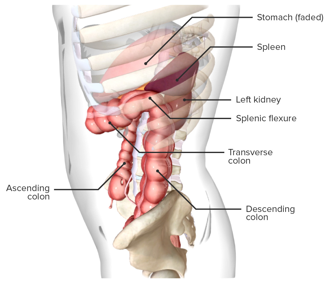 Location of the spleen, in situ (lateral view)