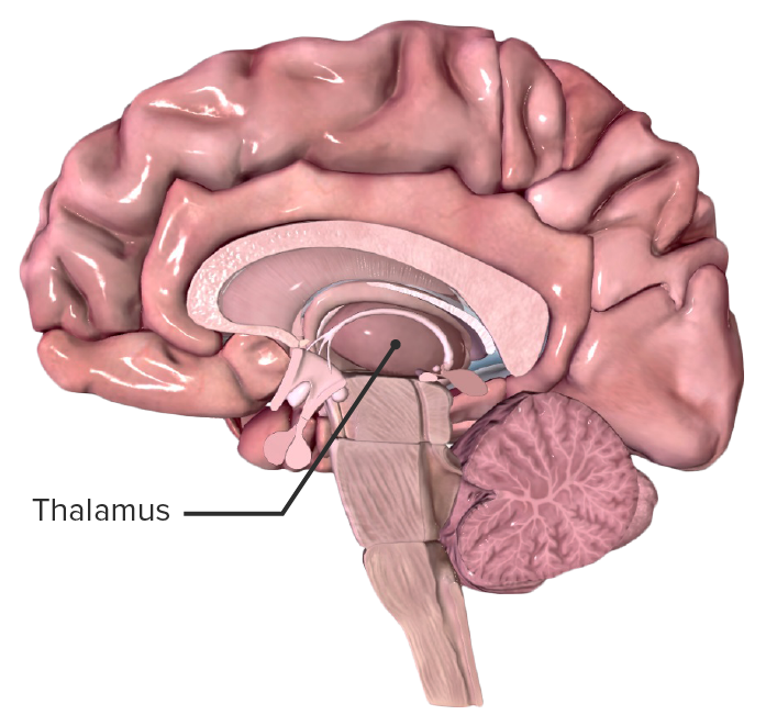 Location of the thalamus in a midsagittal section of the human brain