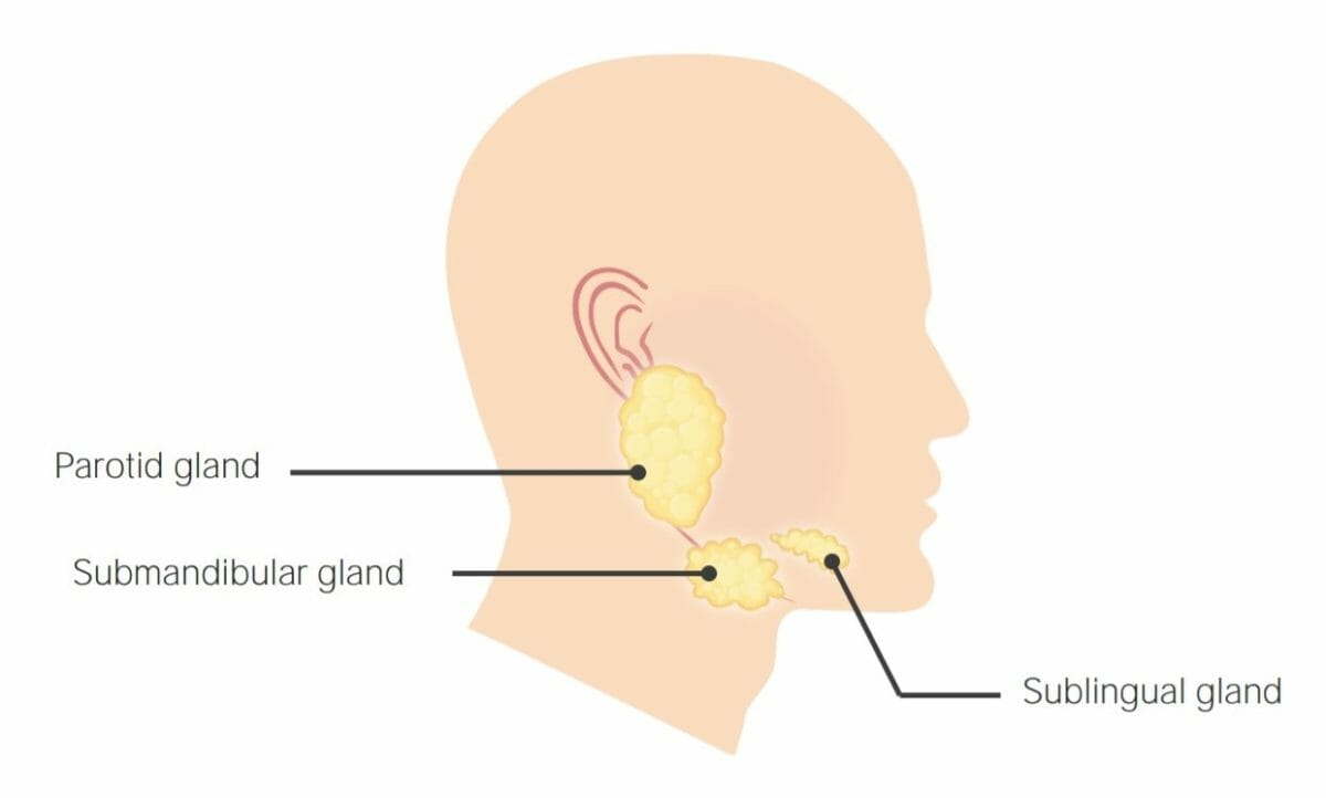 Ubicación de las tres glándulas salivales primarias.